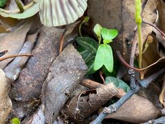 -上海佘山国家森林公园天马山园