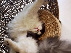 -飞行喵MR PILOT|猫舍·猫咖(静安大融城店)