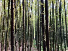 -山王坪喀斯特国家生态公园
