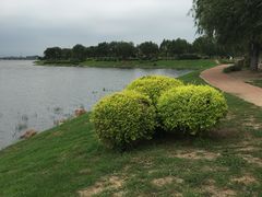 -丁香湖公园