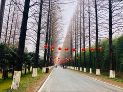 -黄海国家森林公园