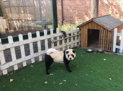 -上美四季动物农场