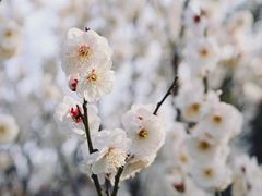 -无锡梅园公园