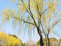 -贡湖湾湿地公园