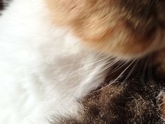 -猫岛主趣味餐厅(鼓浪屿店)
