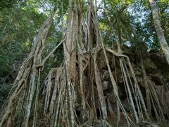 -中国科学院西双版纳热带植物园