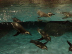 -上海海洋水族馆-停车场