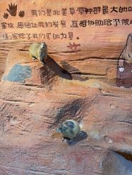 -奇幻萌宠部落(映月湖环宇城店)