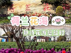 -荷兰花海