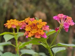 -广西壮族自治区药用植物园