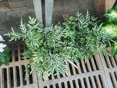 -秦美花卉(天朗·莱茵小城2期店)