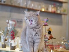 -MIMO CAFE(沙头角店)