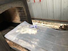 -翡翠森林宠物火化殡葬(通州店)