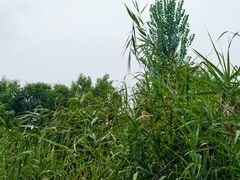 -白洋淀景区