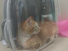 -北京观赏动物医院·24小时大型综合·猫专科·异宠专科