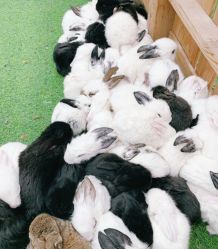 -萌宠亲子动物乐园(槐房万达店)