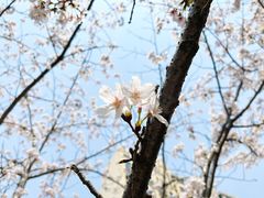 -高东镇樱花园