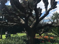 -墨尔本皇家植物园