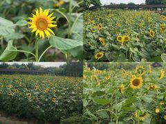 -广东花都香草世界旅游度假区