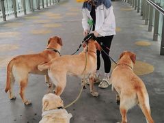 -1013 PET SHOP 宠物商店(近铁城市广场店)