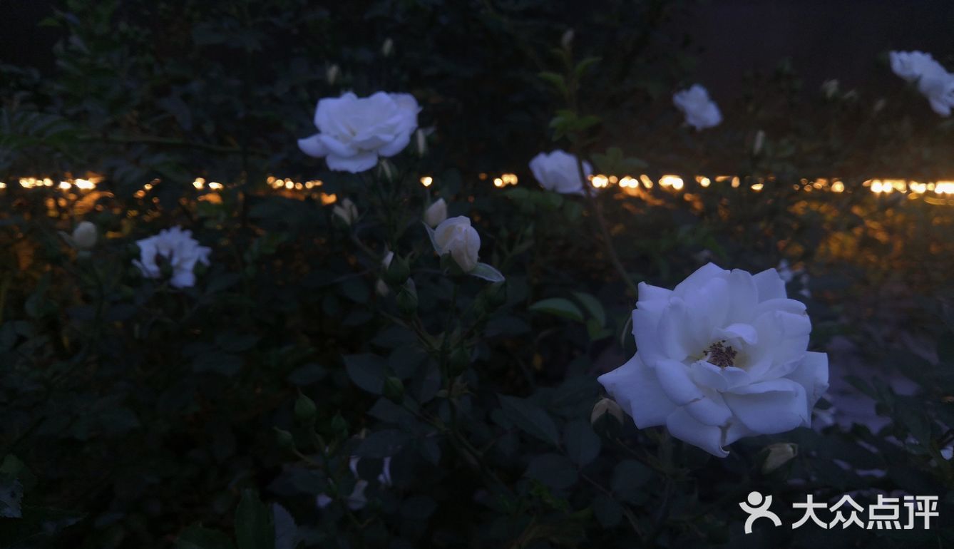 汉中市区！内走路就能到的赏花地