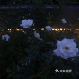 汉中市区！内走路就能到的赏花地
