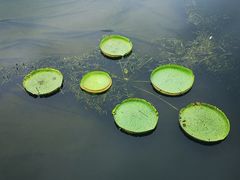 -荷塘月色湿地公园·向阳花洲