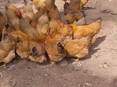 -兴隆槟榔园休闲农庄