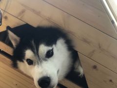 -Husky Go! 哈士奇体验馆·宠物咖啡厅狗咖