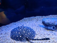 -上海海洋水族馆