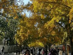 -三里屯东五街银杏大道