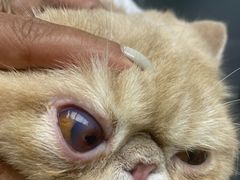 -爱侣宠医·鹦鹉专科·小型哺乳类·异宠专科(灵石路店)