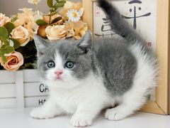 -小猫来了·猫舍(红山六九七九店)