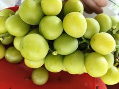 -马陆小张葡萄园农家乐