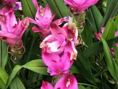 -松山湖梦幻百花洲