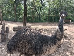 -青藏高原野生动物园