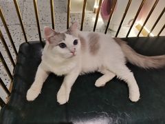 -喵喵咪呀布偶猫咖(春熙路店)