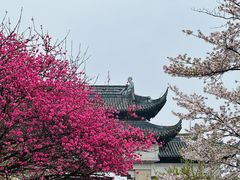 -苏州上方山国家森林公园