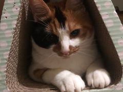 -艾贝尔宠物诊疗