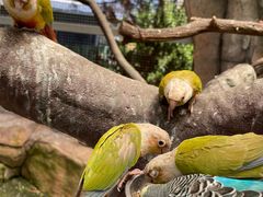 -西霞口神雕山野生动物世界