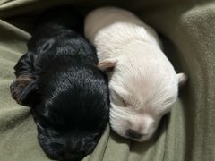 -新辣道鱼火锅(航天万源店)