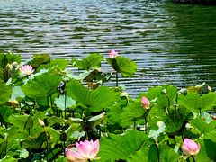 -荔湾湖公园