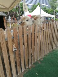 -萌宠亲子动物乐园(槐房万达店)