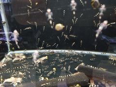 -中环花鸟鱼虫市场