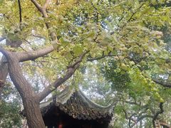 -秋霞圃