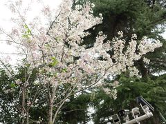 -武汉大学-樱园