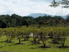 -中国科学院西双版纳热带植物园