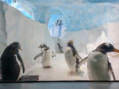 -海合安成都极地海洋公园