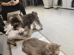 -琪喵猫屋·撸猫猫咖·猫舍
