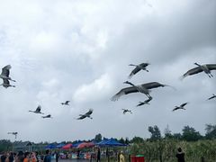 -盐城丹顶鹤湿地生态旅游区